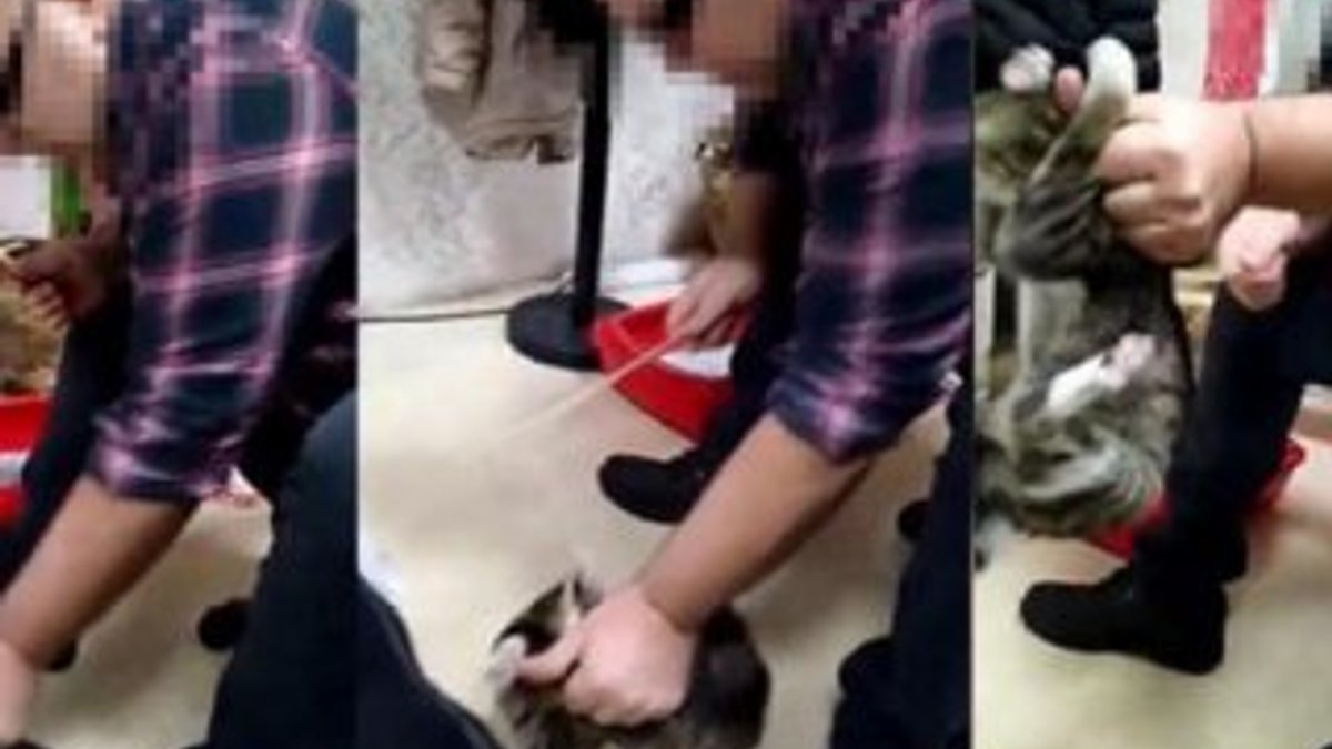 Kediye işkence yapan adam akıl hastanesine sevk edildi