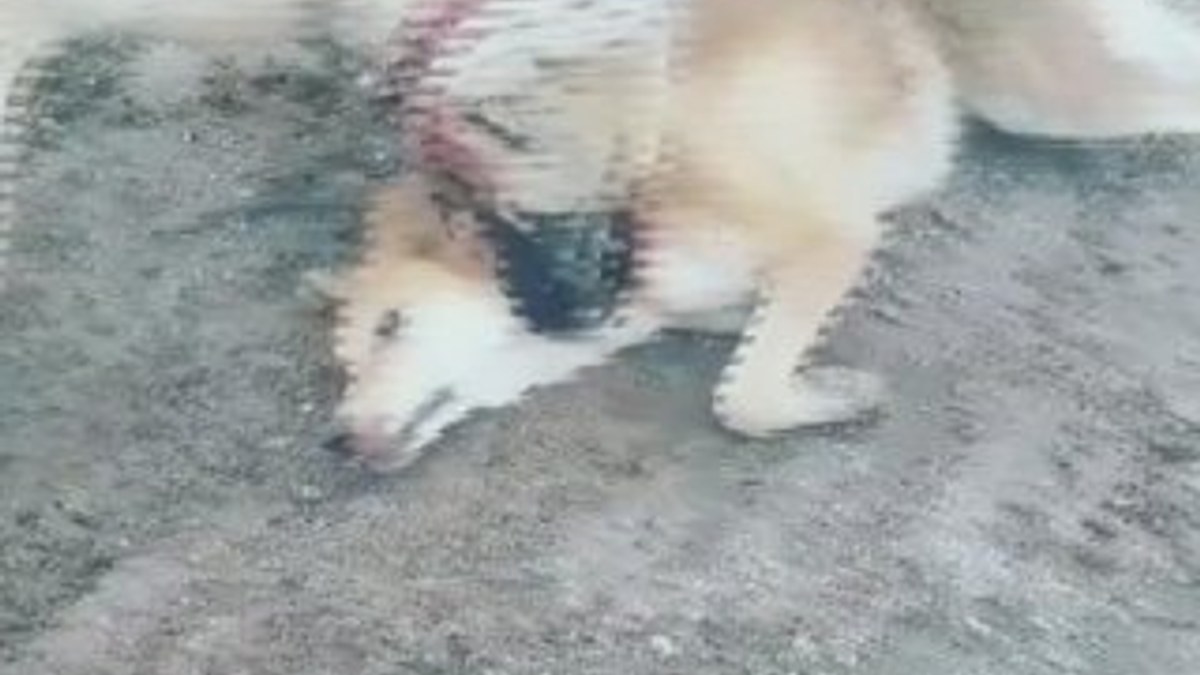Köpek dövüştüren genç gözaltına alındı