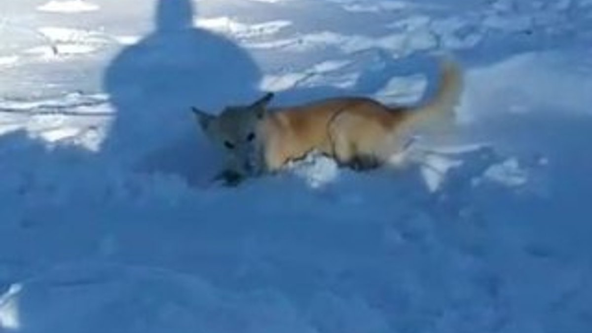 Sevimli köpeğin kar keyfi