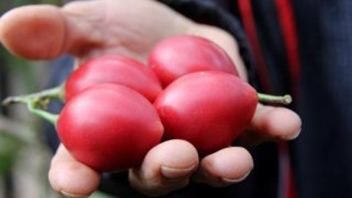 Almanya kökenli 'ağaç domatesi' Rize'de satılıyor