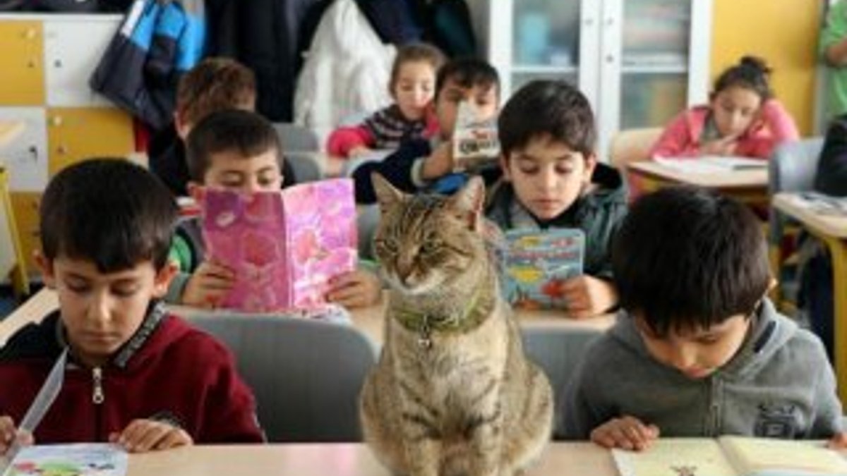Amasya'da Tarçın adlı kedi, öğrencilerin ilgi odağı oldu
