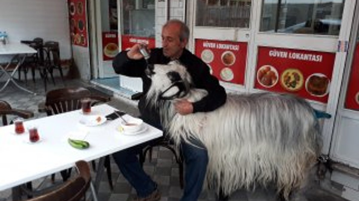 Dogo Arjantin cinsi köpek keçinin kuyruğunu kopardı
