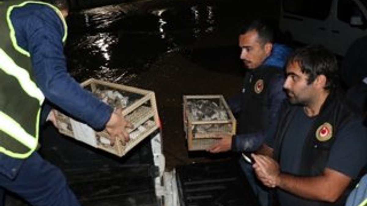 Kilis'te 500 Hint bülbülü yakalandı