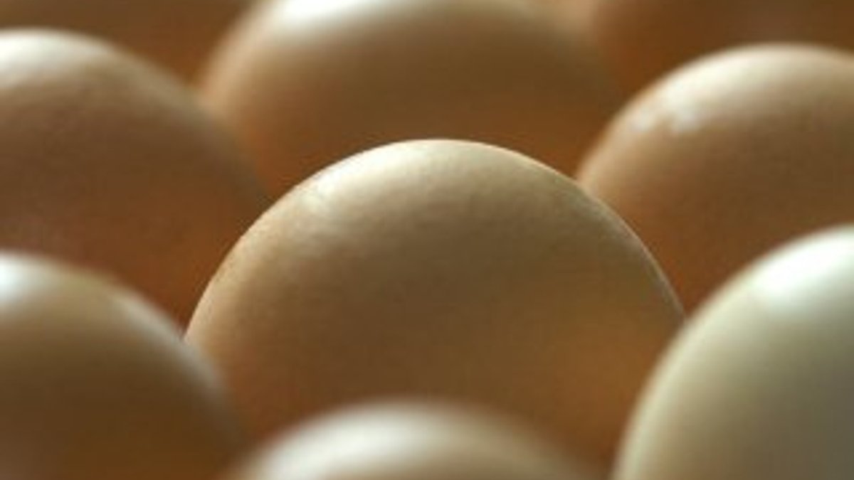 Genetiği değiştirilmiş tavuklar kanser ilacı yumurtluyor