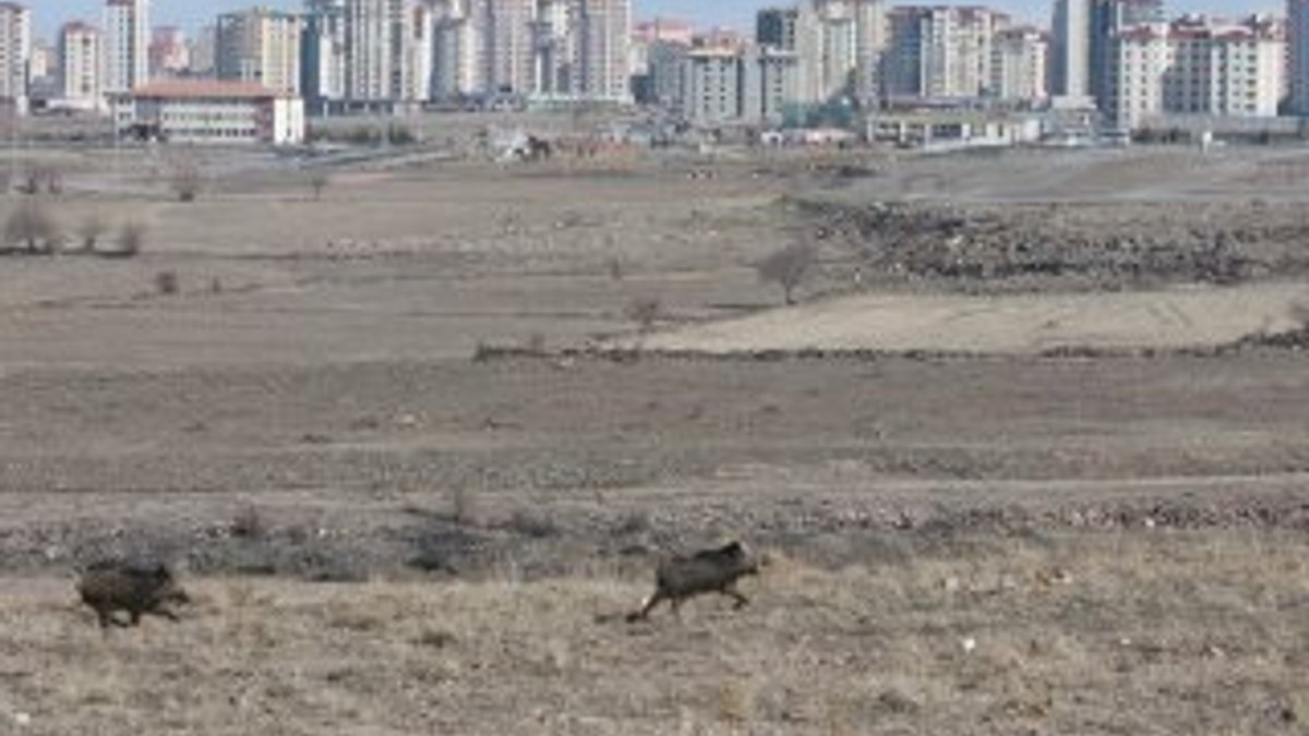 Kayseri'de aç kalan domuzlar şehre indi