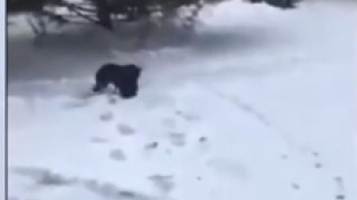 Köpek, kediyi donmaktan kurtardı