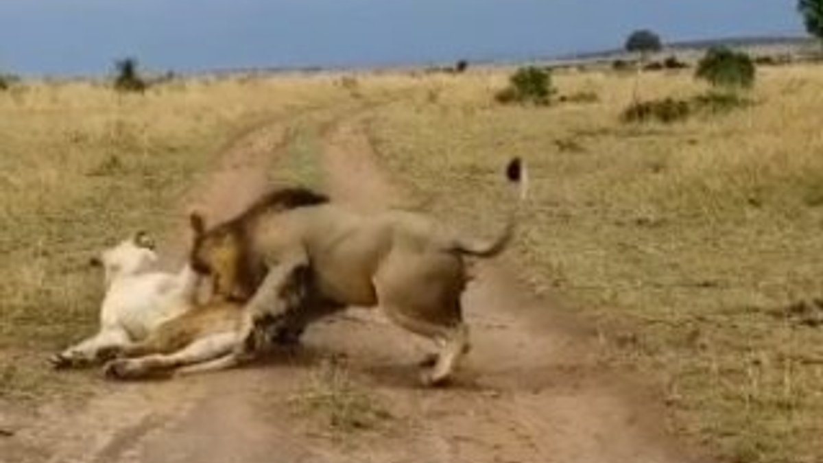 Uyuyan dişi aslana saldıran erkek aslan