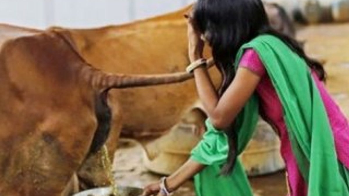 Hindistan’da inek idrarı, sütünden daha pahalı
