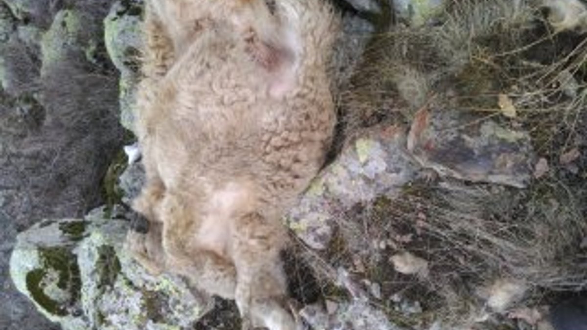 Nevşehir’de kurtlar koyun sürüsüne saldırdı