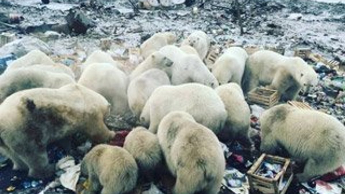 Rusya’da kutup ayıları kente indi