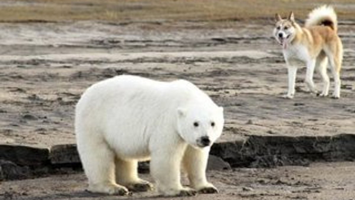 Kutup ayılarının bastığı kasabada halk sokağa çıkamıyor
