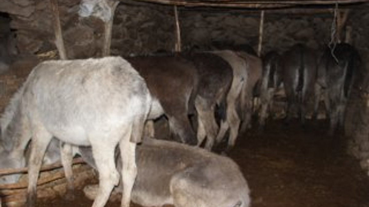 Bingöl'de terk edilen atlara koruma