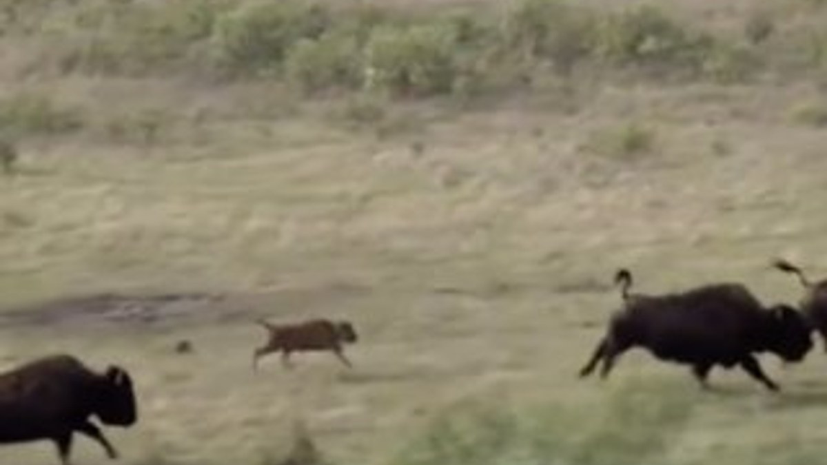 Anne bufalo yavrusunu kurtlara karşı korudu
