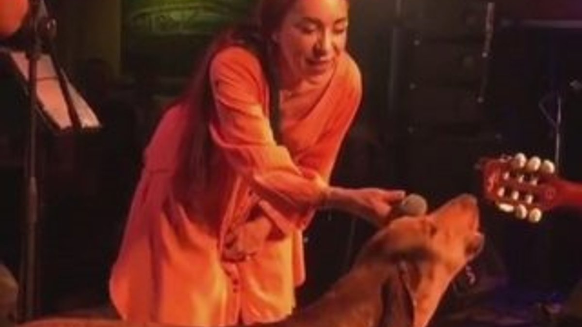 Leman Sam konserinde sahneye fırlayan köpeği öldürdüler