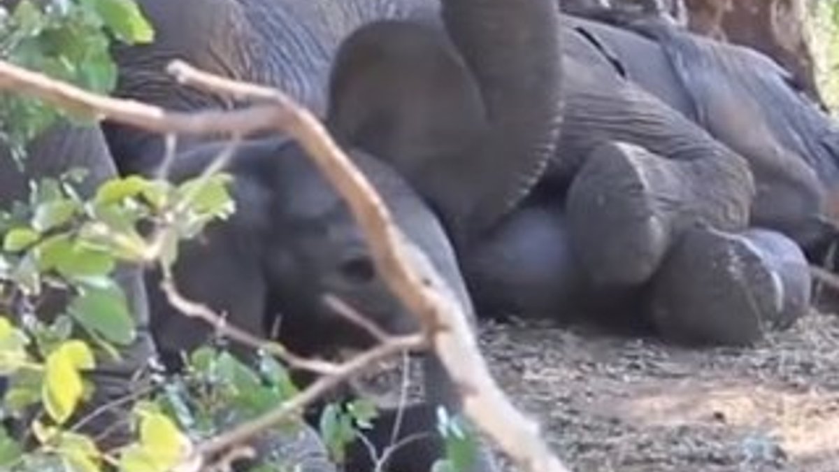 Yavrusunu şefkatle uyandıran anne fil gülümsetti