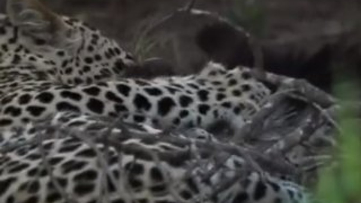Bal porsuğu yavrusunu leoparın ağzından aldı