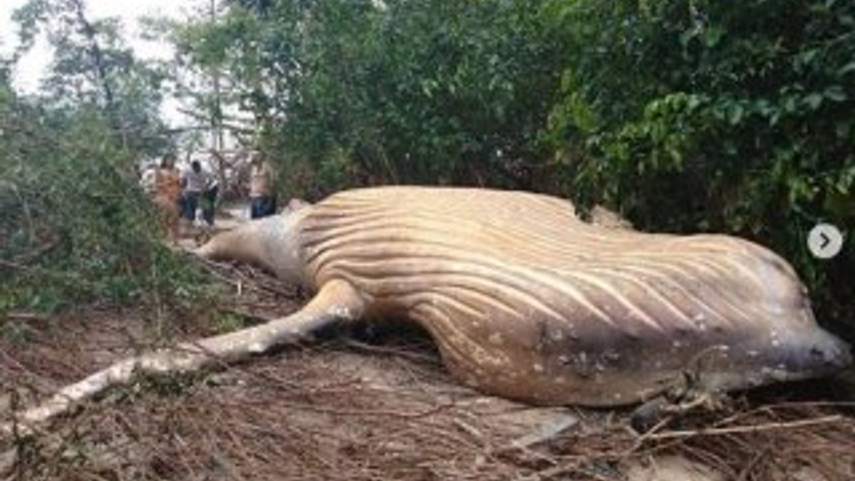 Ormanda ölü bulunan balina incelemeye alındı