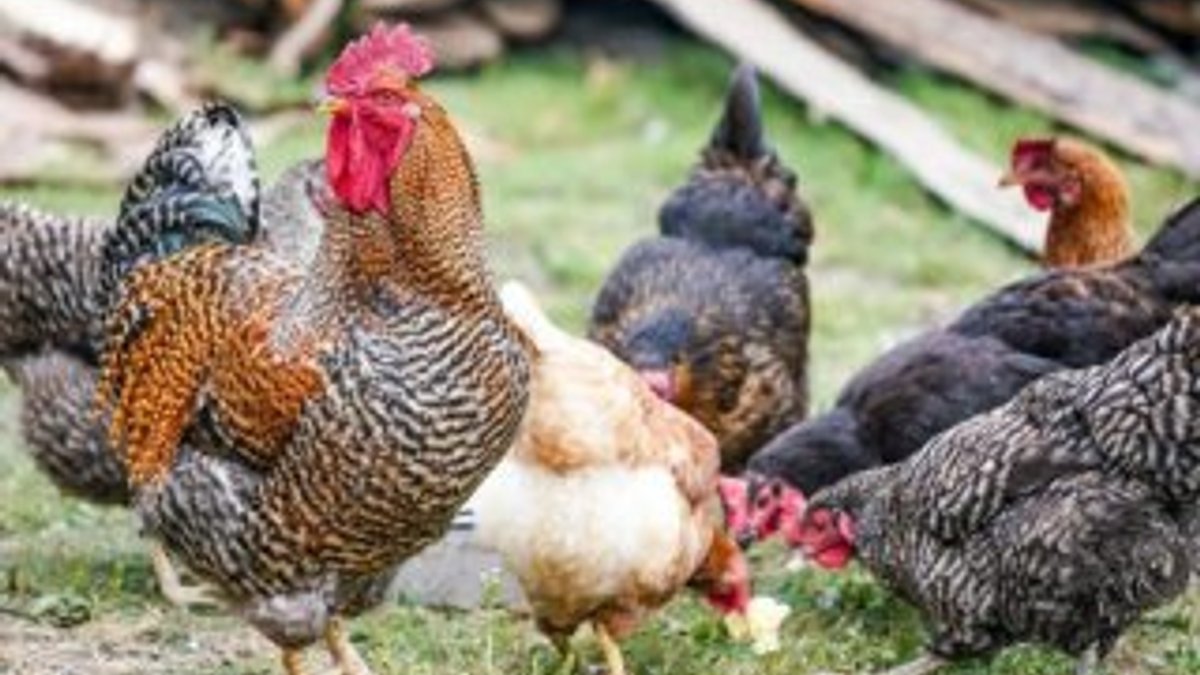 Tavukların sağlığını takip eden GPS sensörleri ile tanışın