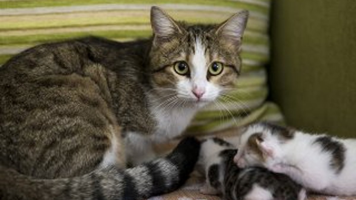 Doğumunu yaptırdığı kediyi ve yavrularını sahiplendi