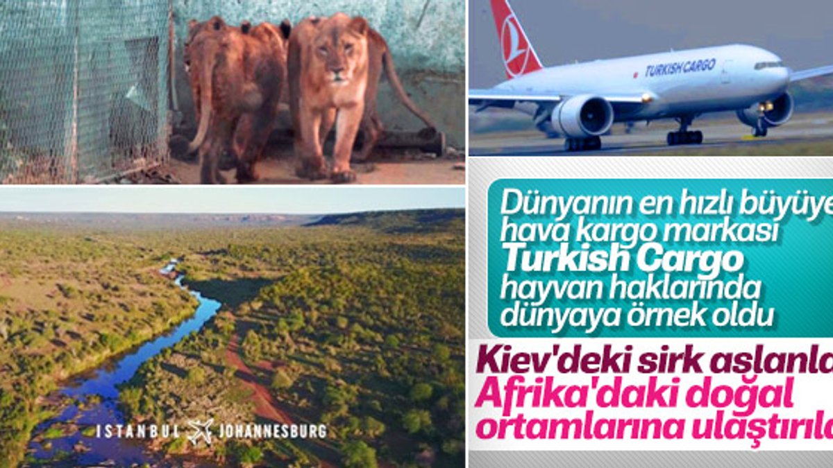 Turkish Cargo sirk aslanlarını doğal alanlarına kavuşturdu