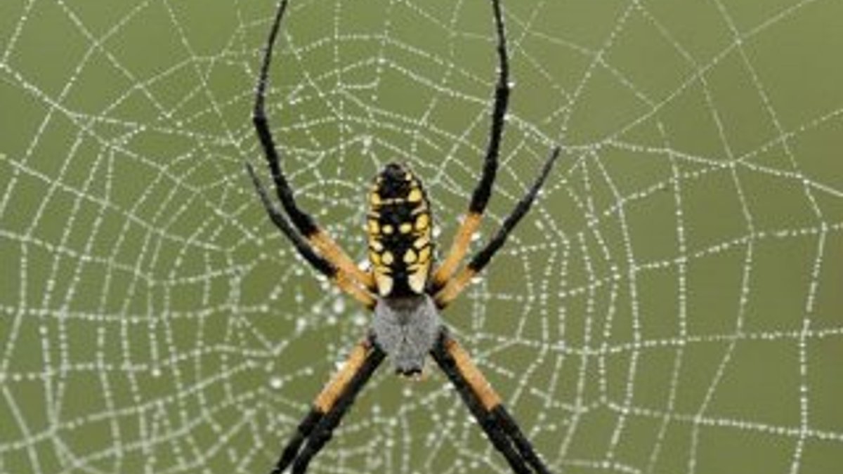 Örümcek ağları, yapay kas geliştirmek için kullanılacak