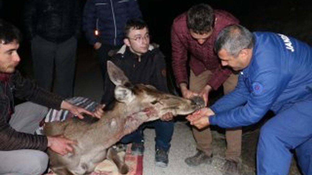 Vatandaşlar yaralı geyik için seferber oldu