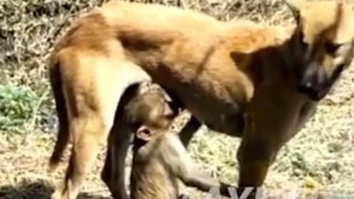 Maymuna annelik yapan köpek