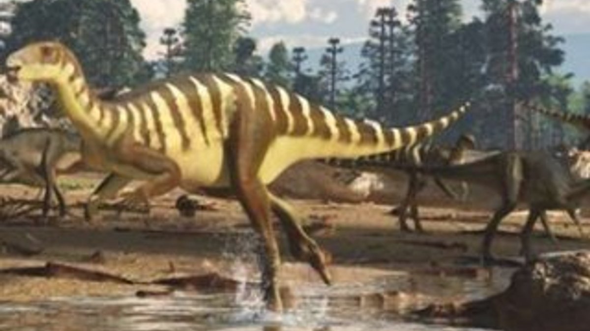 Yeni bir dinozor türü keşfedildi