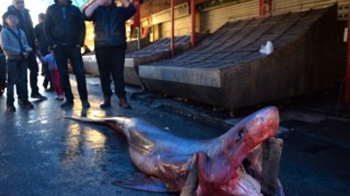 Mersin'de 4 metre uzunluğunda köpek balığı yakalandı