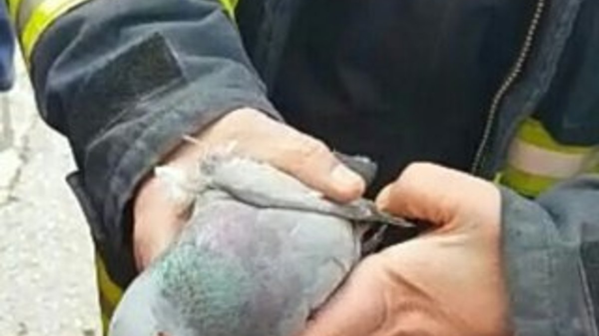 İpe dolanan güvercin, itfaiye ekiplerince kurtarıldı