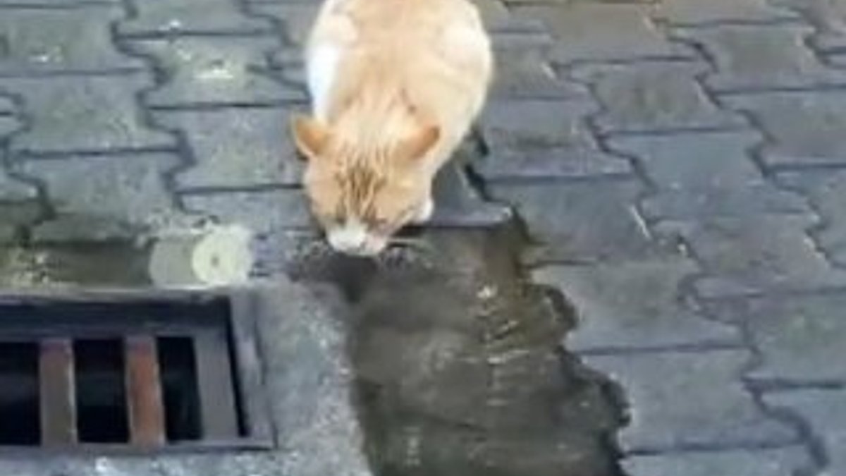 Raylar üzerindeki kedi su içsin diye seferini geciktirdi