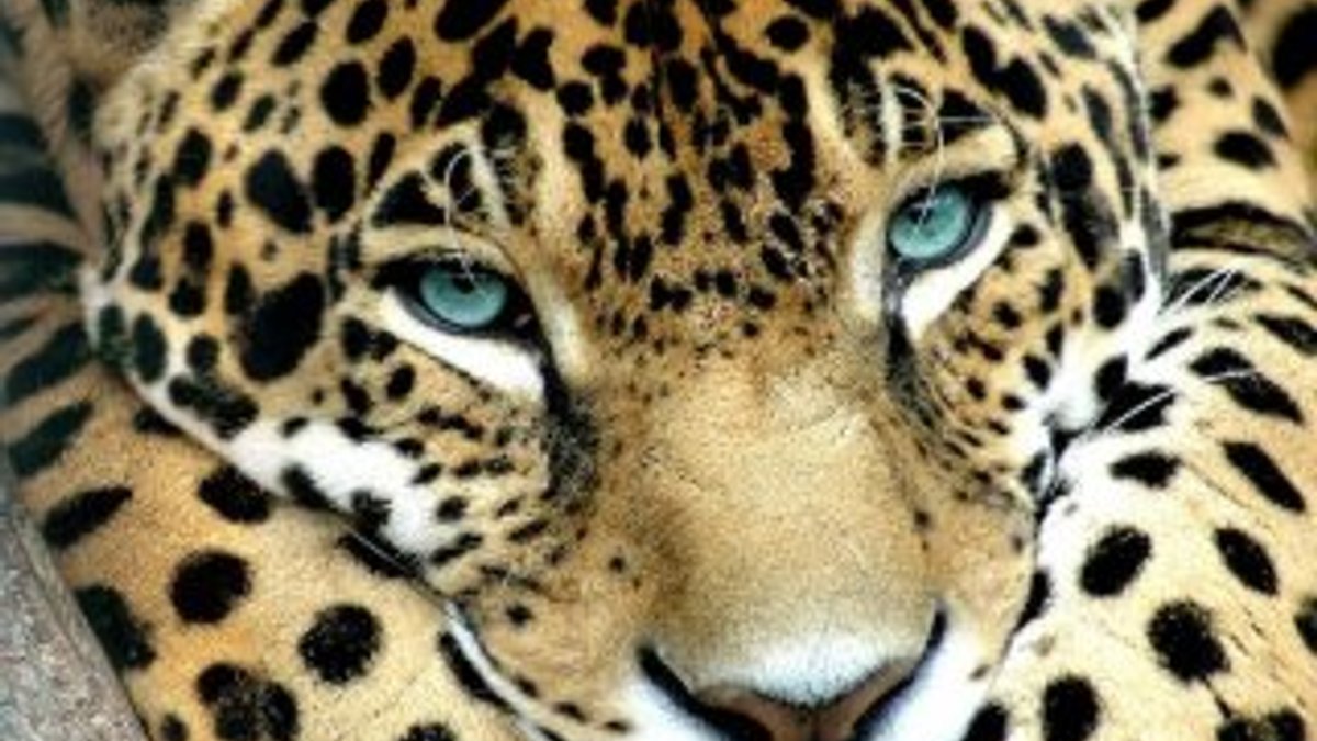 Hayvanat bahçesinde selfie çekmek isteyen kadına jaguar saldırdı