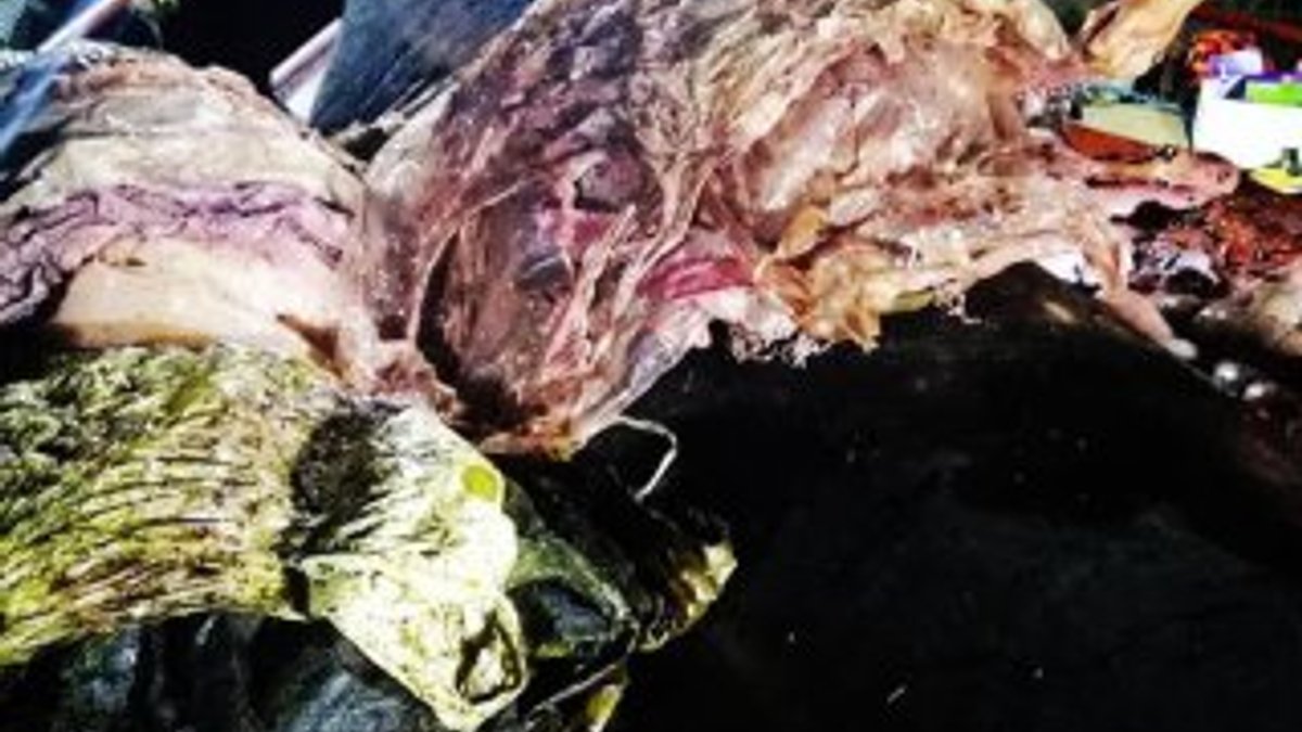 Filipinler'de 40 kilo plastik yutan yavru balina öldü