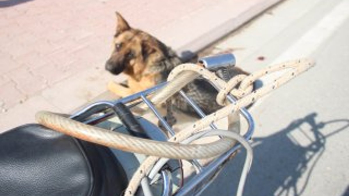 İki çocuk köpeği çalıntı motosikletin arkasına bağladı
