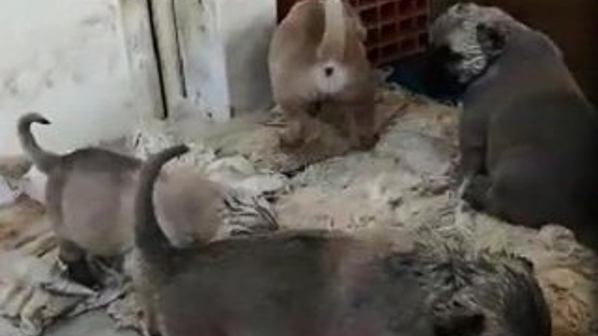 Denizli'de 9 yavru kangal köpek çalındı