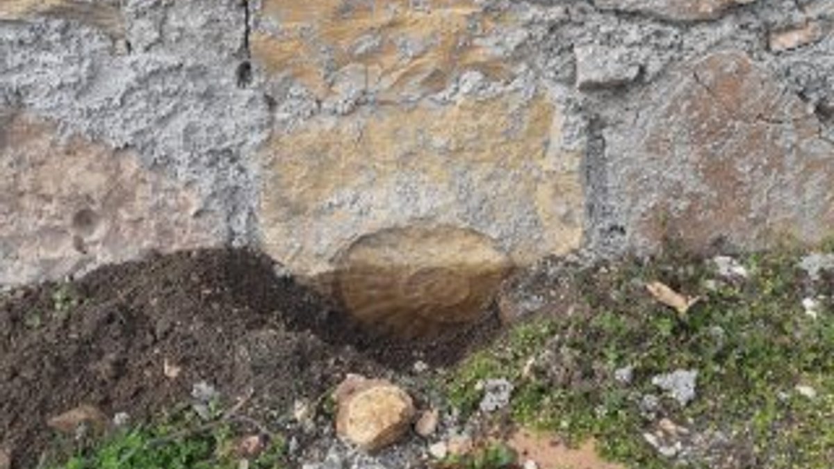 Evin duvarında salyangoz fosili bulundu