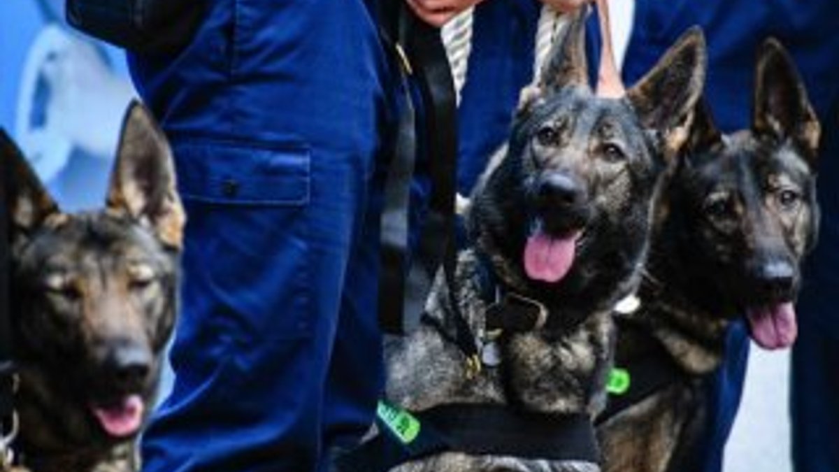 Çin, ülkenin en iyi polis köpeğini klonladı