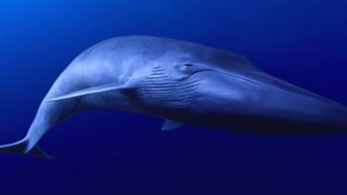 Mavi balina oyunu nedir?