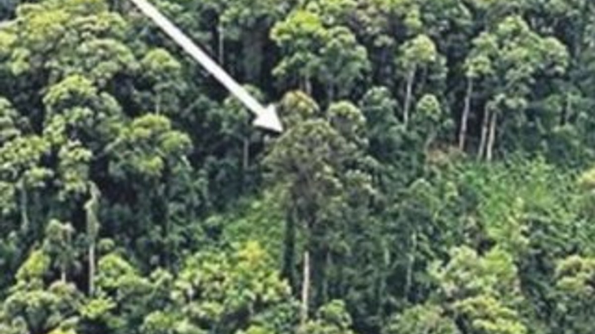 Malezya'da dünyanın en uzun tropikal ağacı bulundu