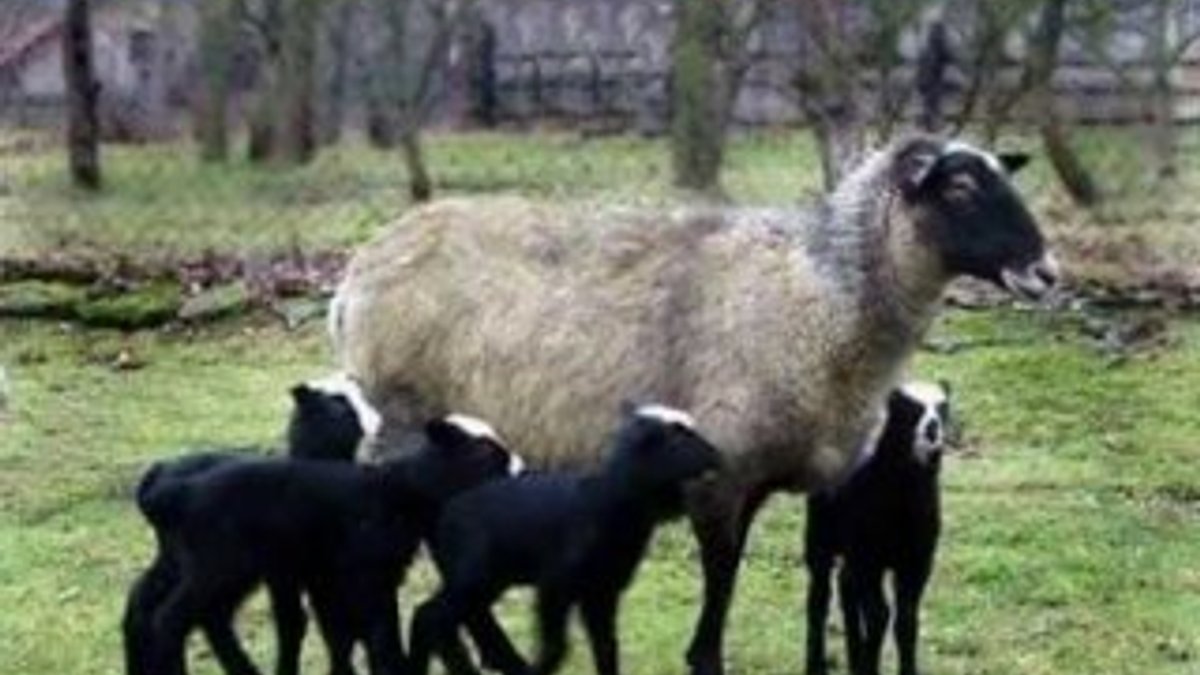 Bu koyunu alan zengin oluyor