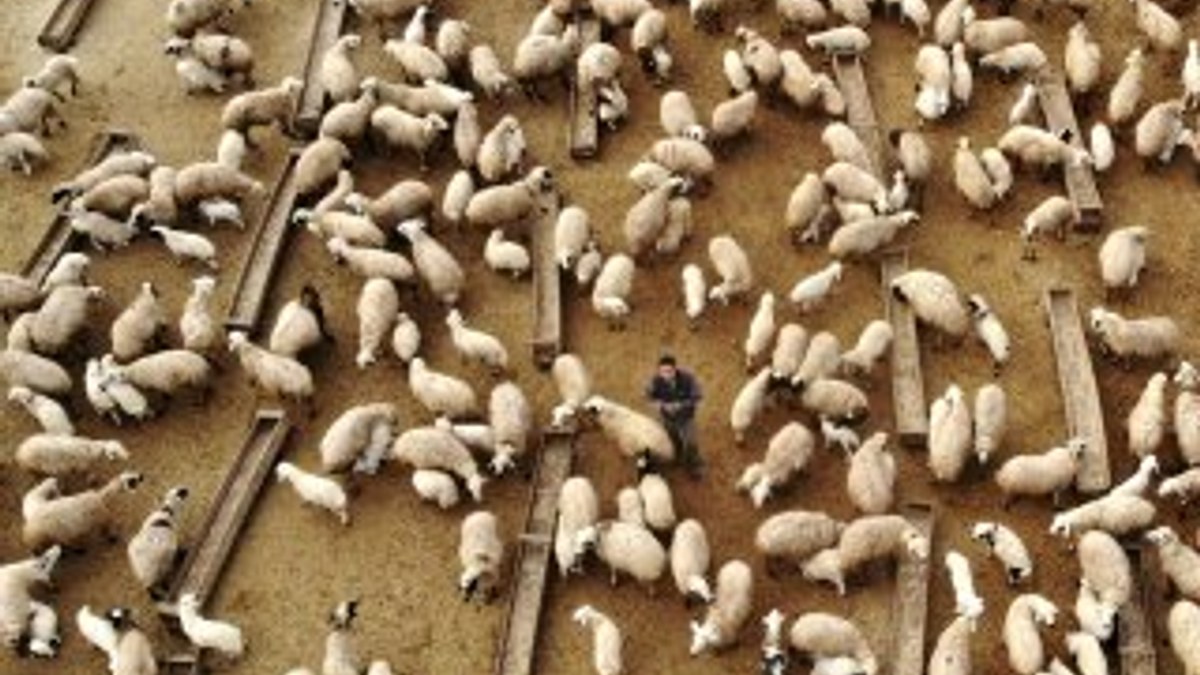 Koyun ve kuzuların buluşması havadan görüntülendi