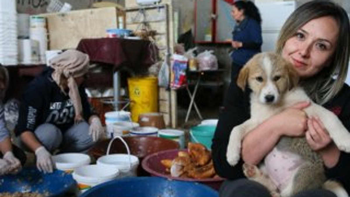 20 gönüllü, sahipsiz 600 köpeğe bakıyor
