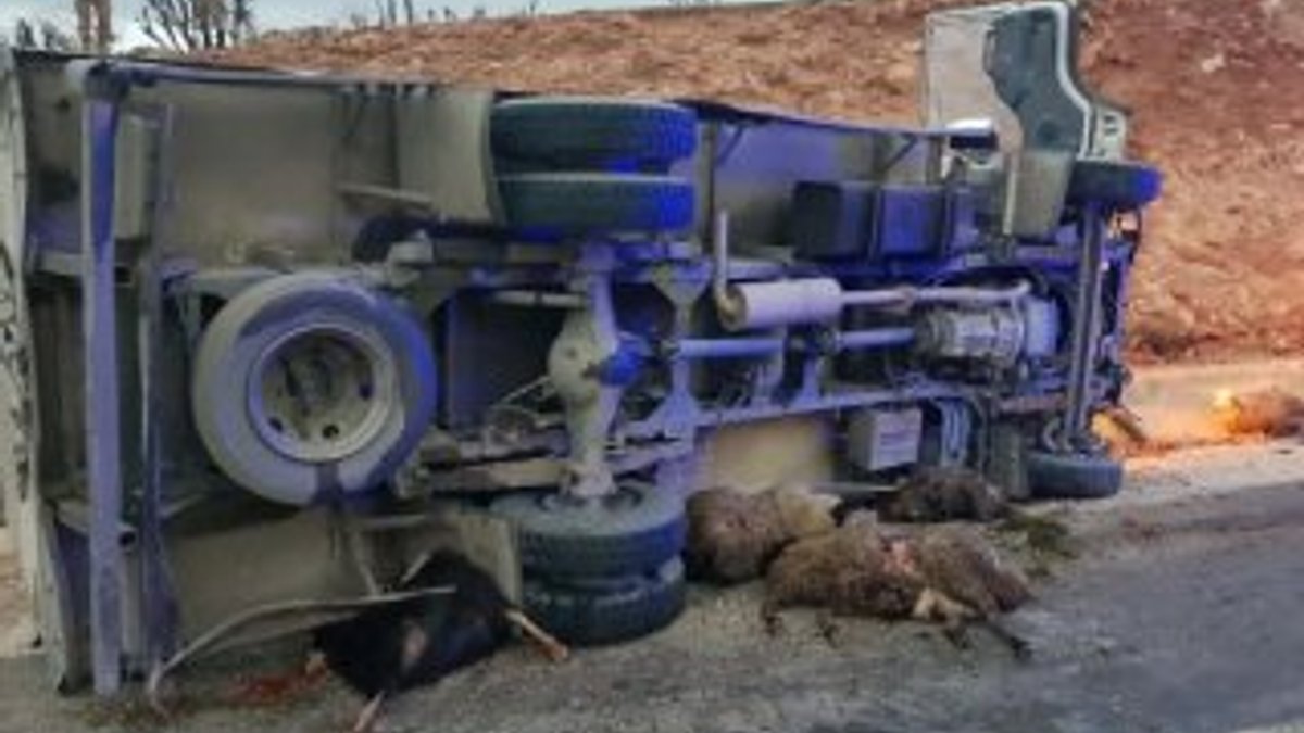 Diyarbakır'da kamyon koyun sürüsüne çarptı