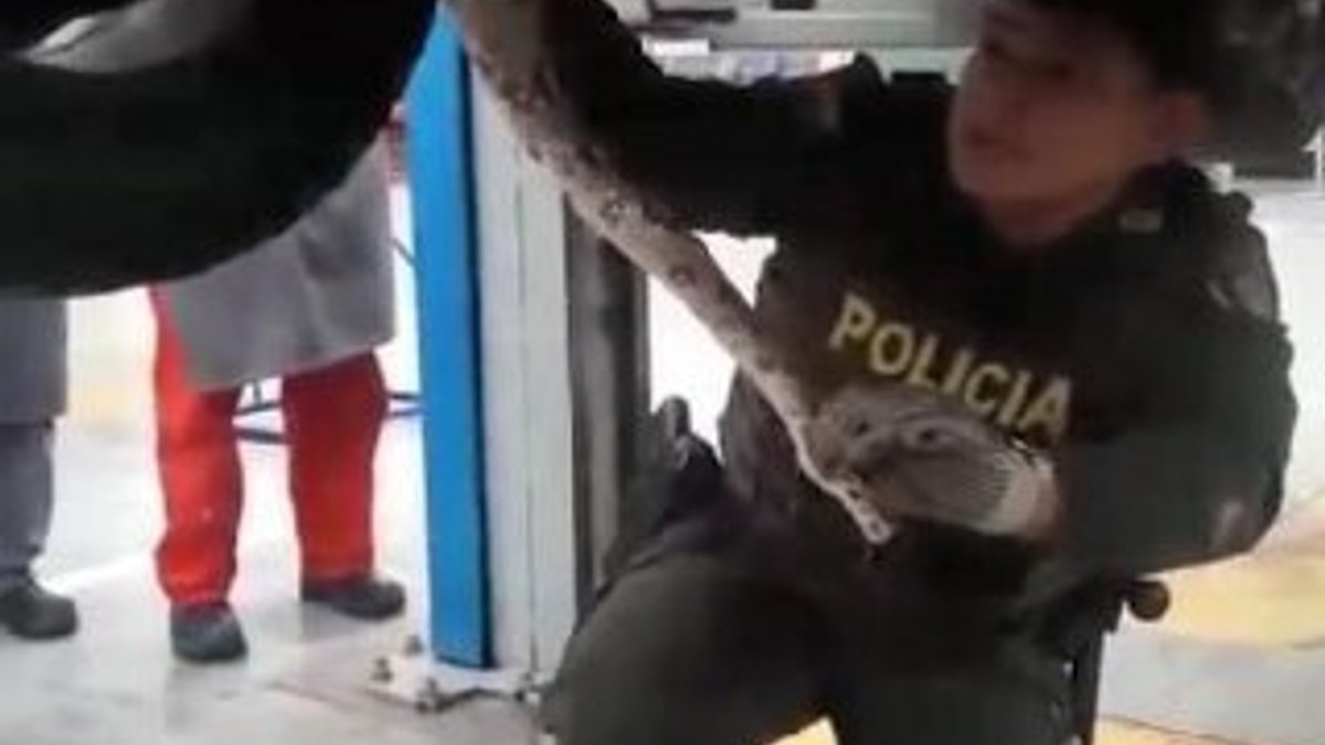 Kolombiya’da aracı arızalanan adama boa yılanı sürprizi