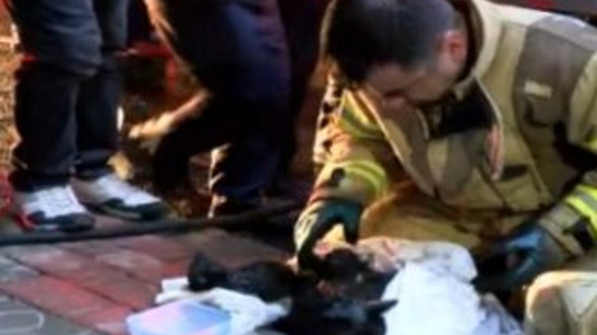 İtfaiye, anne kedi ve yavrularını yangından kurtardı