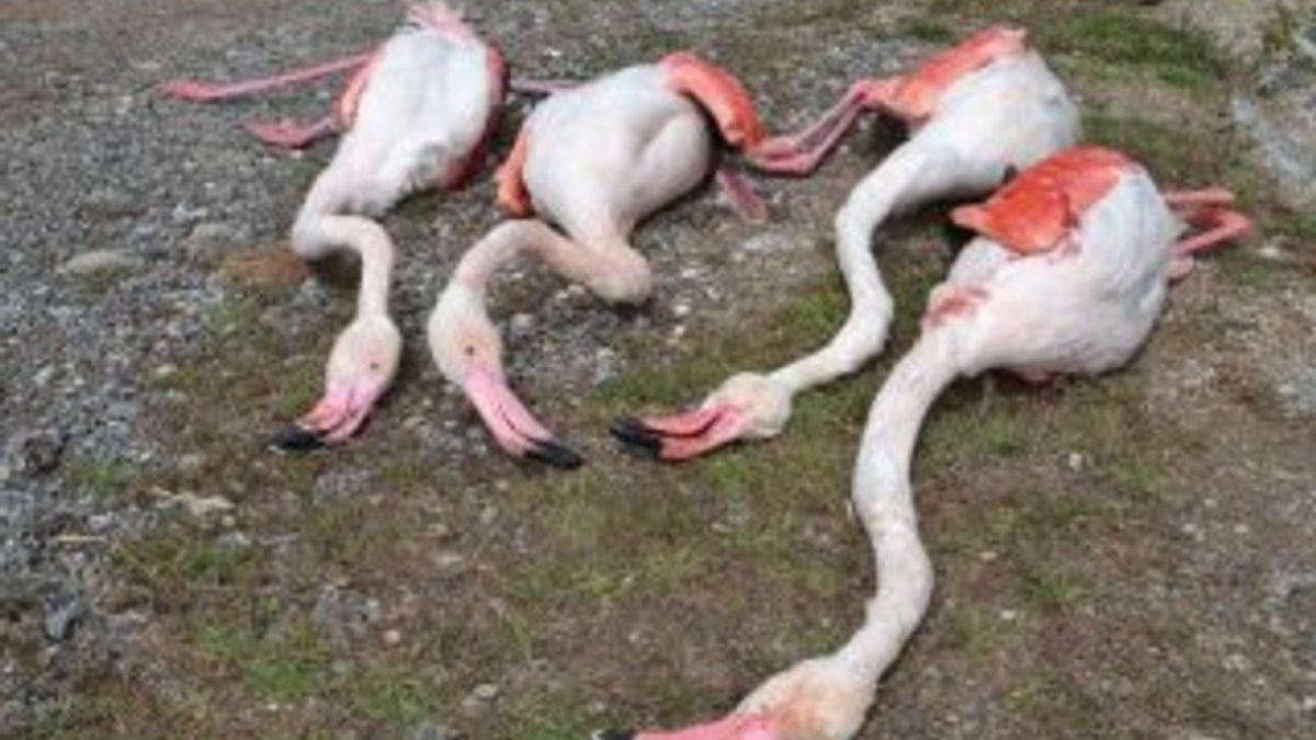 Aksaray'da göç yolundaki 4 flamingo öldürüldü