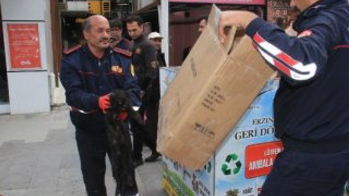 Erzincan'da yaralı kediyi kurtarma operasyonu