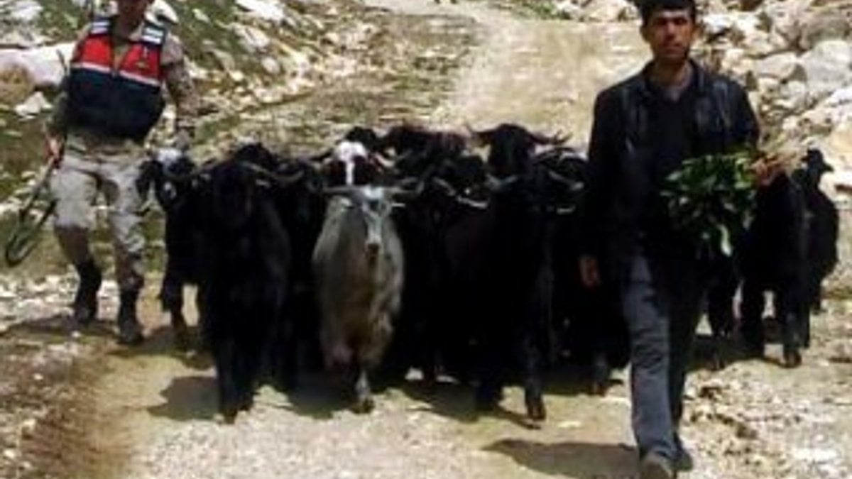Kahramanmaraş'ta ahırdan kaçan keçileri jandarma buldu