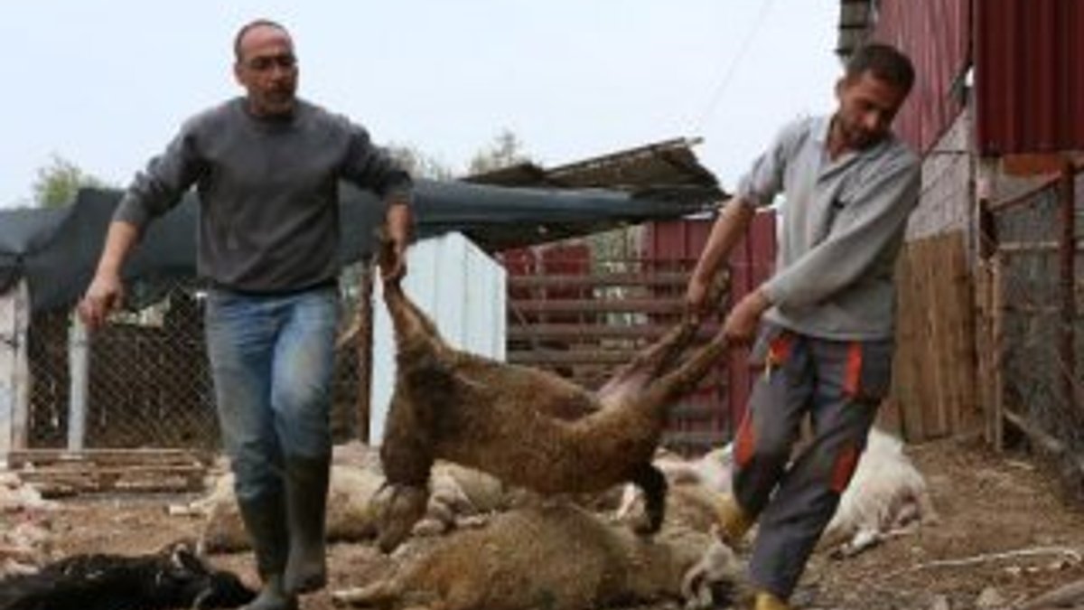 Ağıla giren köpekler, 42 koyunu telef etti