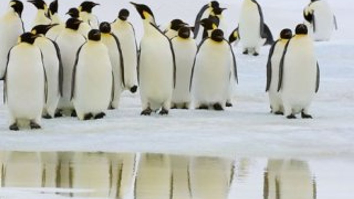 Antarktika’da parçalanan buzlar penguenleri öldürdü